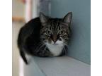 Chance Domestic Shorthair Adult Female