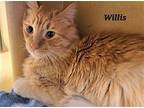 Willis (24-130) Domestic Mediumhair Young Male