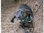 Magnolia Plott Hound Adult Female