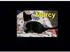 Marcy @petsmart Domestic Shorthair Young Female