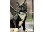 Jasper Domestic Shorthair Adult Male