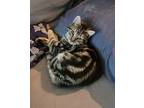Junus Domestic Shorthair Kitten Male
