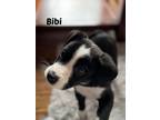 Adopt Bibi and siblings a Border Collie, Labrador Retriever