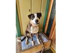 Adopt Jake a Boxer, Pit Bull Terrier