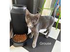 Grouse Russian Blue Kitten Male