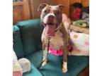 Adopt Barkley a American Staffordshire Terrier