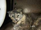 Lark *working Cat* Domestic Shorthair Young Female