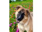 Adopt Simba a Belgian Shepherd / Tervuren, Anatolian Shepherd