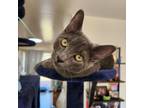 Adopt Slate a Domestic Short Hair