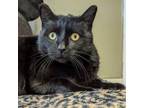 Adopt Goodman a American Bobtail