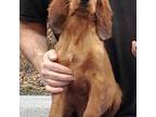 Irish Setter Puppy for sale in Darlington, PA, USA