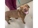 Adopt RUSTY a Labrador Retriever