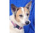 Star Bristol Australian Cattle Dog Adult Female