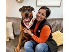 Adopt Mighty Moose a Rottweiler, Labrador Retriever