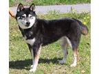 Oscar 39206 Shiba Inu Adult Male