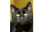 Brock Domestic Shorthair Adult Male