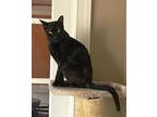 Bentley Domestic Shorthair Young Male