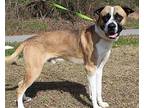 Duke 39118 St. Bernard Adult Male