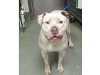 Ashy Larry American Bulldog Young Male