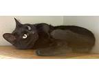 BEANS Domestic Shorthair Adult Male