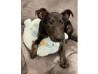 Adopt Tank Lily a Labrador Retriever, Boxer