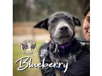 Adopt Blueberry a Pit Bull Terrier, Husky