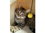 Jack Domestic Shorthair Adult Male