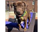 Adopt Bruno a Chocolate Labrador Retriever, Pit Bull Terrier
