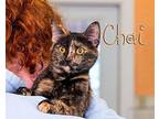 Chai Domestic Shorthair Kitten Female