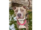 King Cyrus American Pit Bull Terrier Adult Male