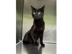 Pete Domestic Shorthair Adult Male