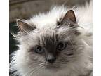 Paisley Ragdoll Adult Female