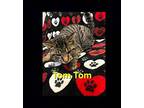 Tom Tom @ petsmart Devon Rex Young Male