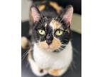 Blossom Domestic Shorthair Adult Female