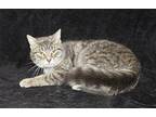 Silver - 39201 Domestic Mediumhair Young Female