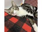 Coffee Domestic Shorthair Adult Female