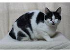 Miss Dicey - 39214 Domestic Shorthair Young Female