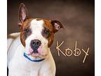 Koby Adult Male