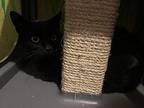 Bailey Domestic Shorthair Young Female