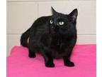 Whitney- 39119 Domestic Mediumhair Young Female