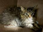 McQueen *working Cat* Domestic Mediumhair Young Female