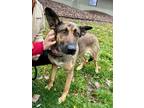 Peaches German Shepherd Dog Adult Female