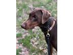 Adopt Recon a Doberman Pinscher