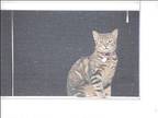 Camo & Buttercup ***COURTESY POST*** Domestic Shorthair Adult Female