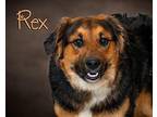 Rex English Shepherd Adult Male