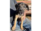 Adopt Leonardo a Terrier, Rottweiler