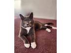 Theo Domestic Shorthair Young Female