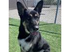 Adopt Kubo a German Shepherd Dog