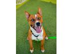 Adopt Red a Cattle Dog, Pit Bull Terrier