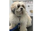 Adopt Conan a Shih Tzu